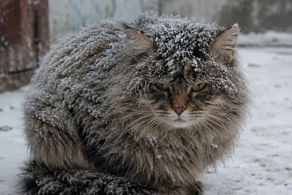 Нічого, ми ще поживемо