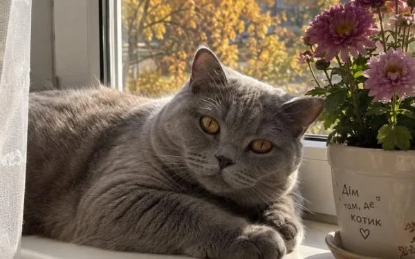 Їй краще без мене