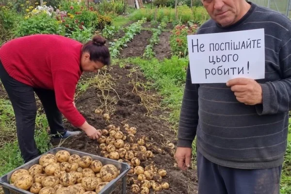 Не поспішайте копати картоплю: перевірте один кущ — і все зрозумієте