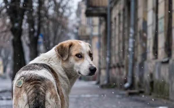 Хліб під снігом